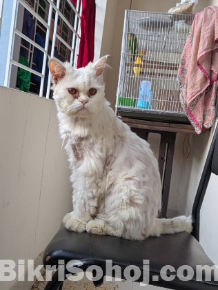 Persian triple coated